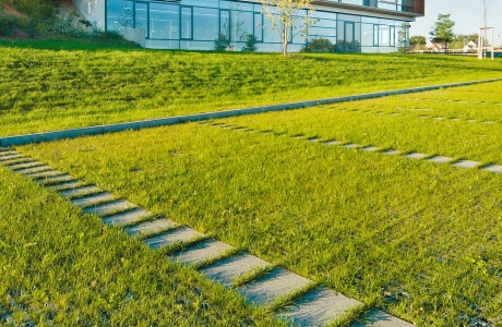 school forecourt planted