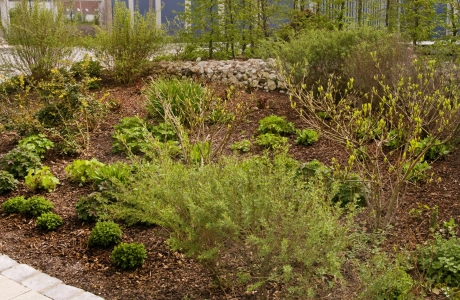 school path planted