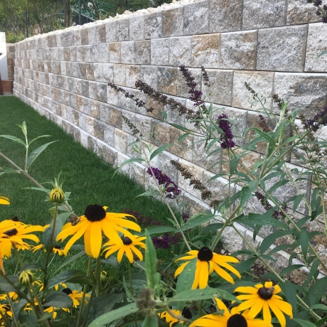Muschel-kalk Mauer hinter orangen Blumen