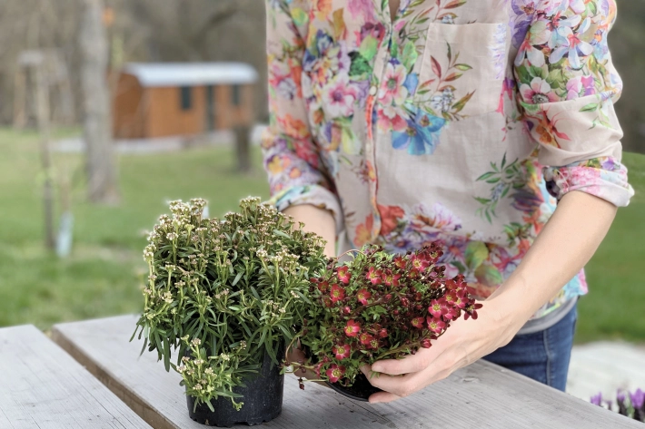 Woman with flowered blouse repotting a plant.