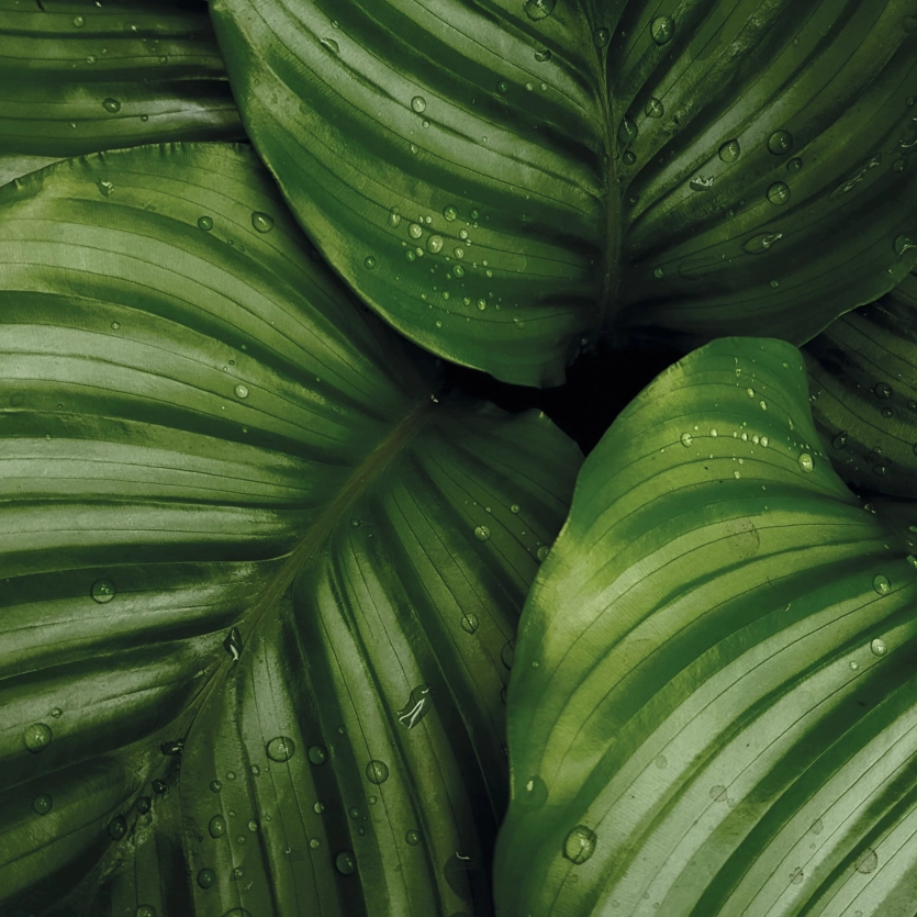 Sustainable raw materials