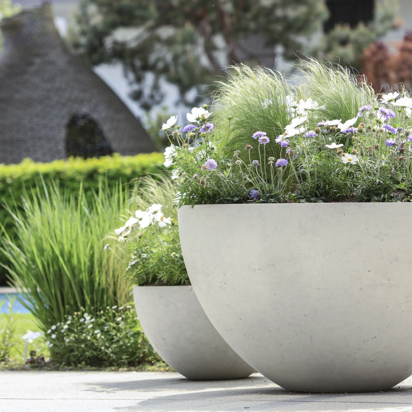 The thin-walled, large-format planters made of architectural concrete in the color stone offer plenty of space for lush plant growth.made of high-performance concrete.