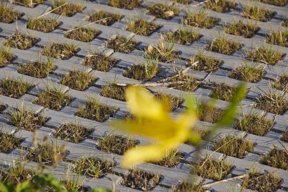 company space planted
