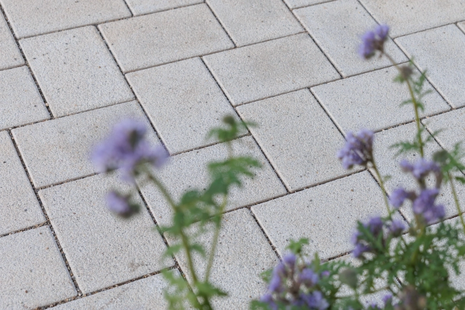 Close-up of a path made of beige GDM.KLIMASTEIN, with purple flowering plants in the foreground, standing in front of the light-coloured paving.