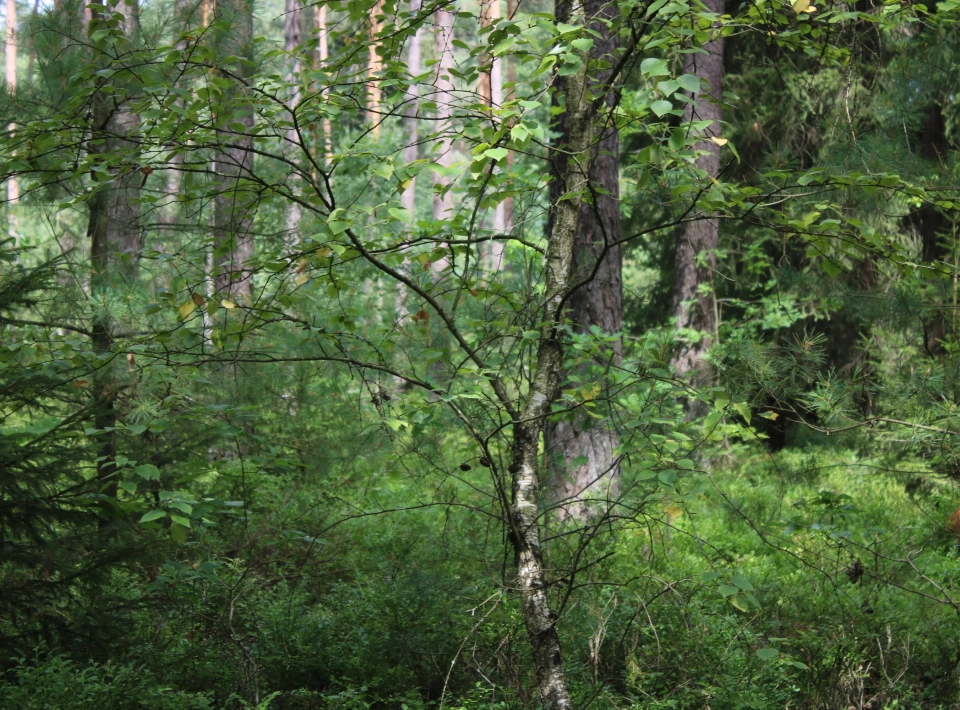 Blick in einen deutschen Urwald